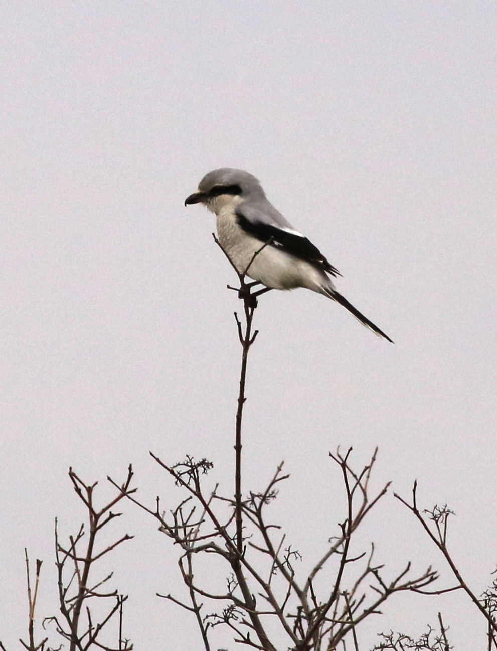 northern shrike