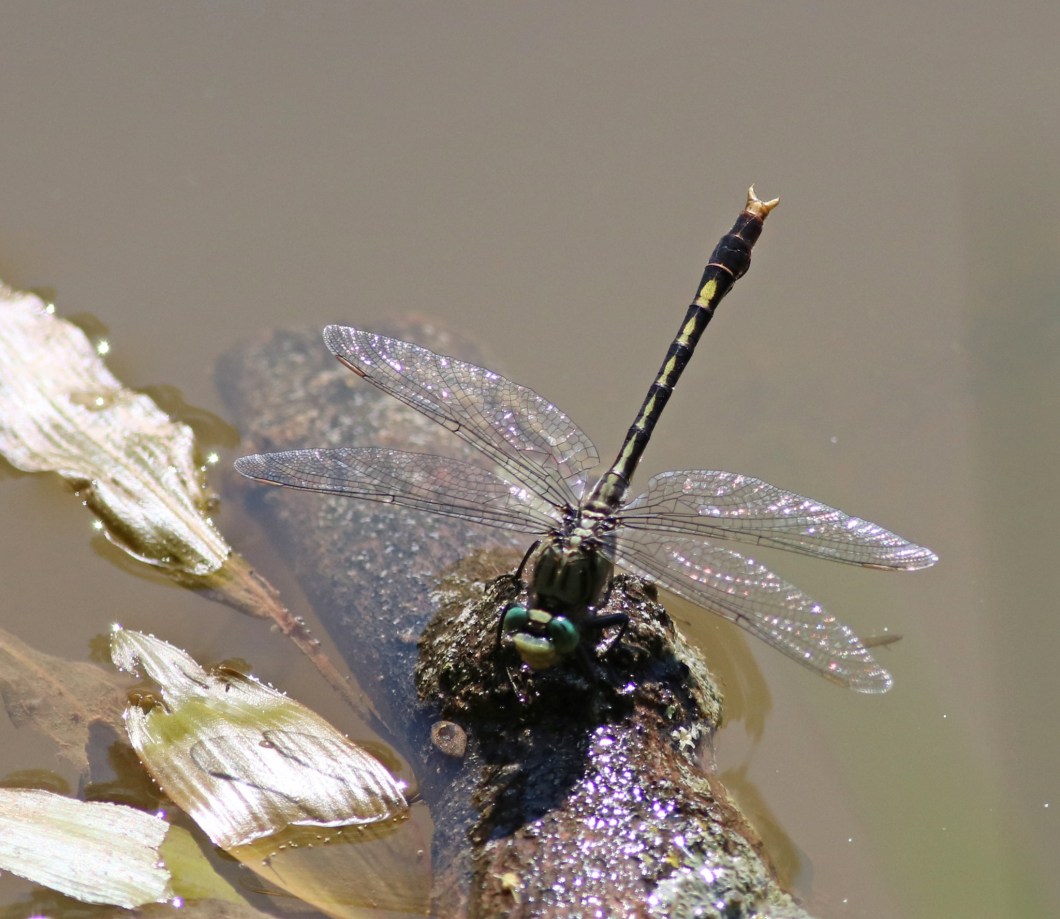 64768295_10162114195405145_4782891979010736128_o