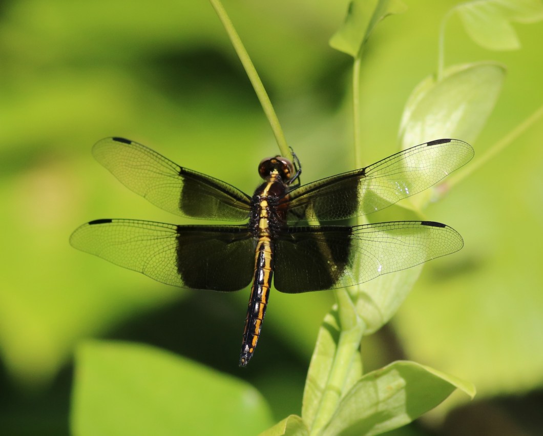 64945294_10162114200370145_531823595282759680_o