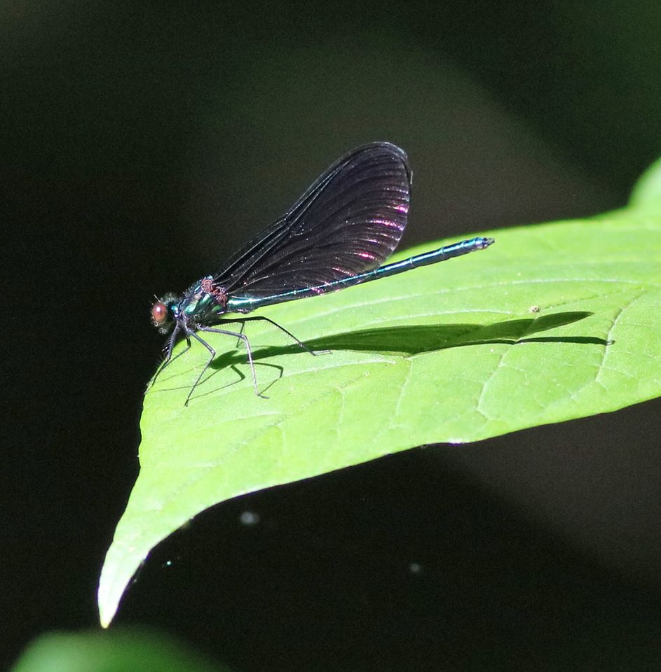 64978361_10162114199045145_1924936898195750912_o