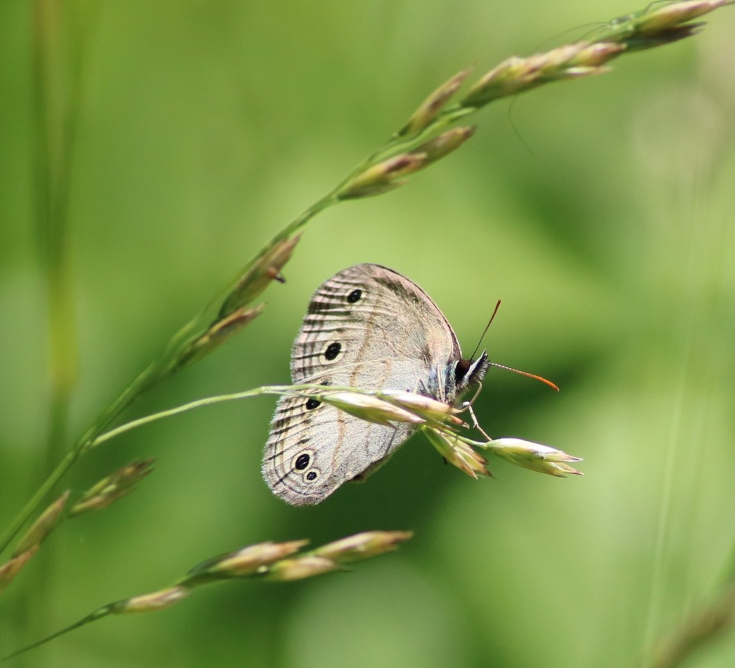 65001509_10162114197940145_8658512004102750208_o