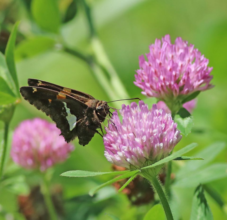 65193725_10162114197810145_6073461103780691968_o