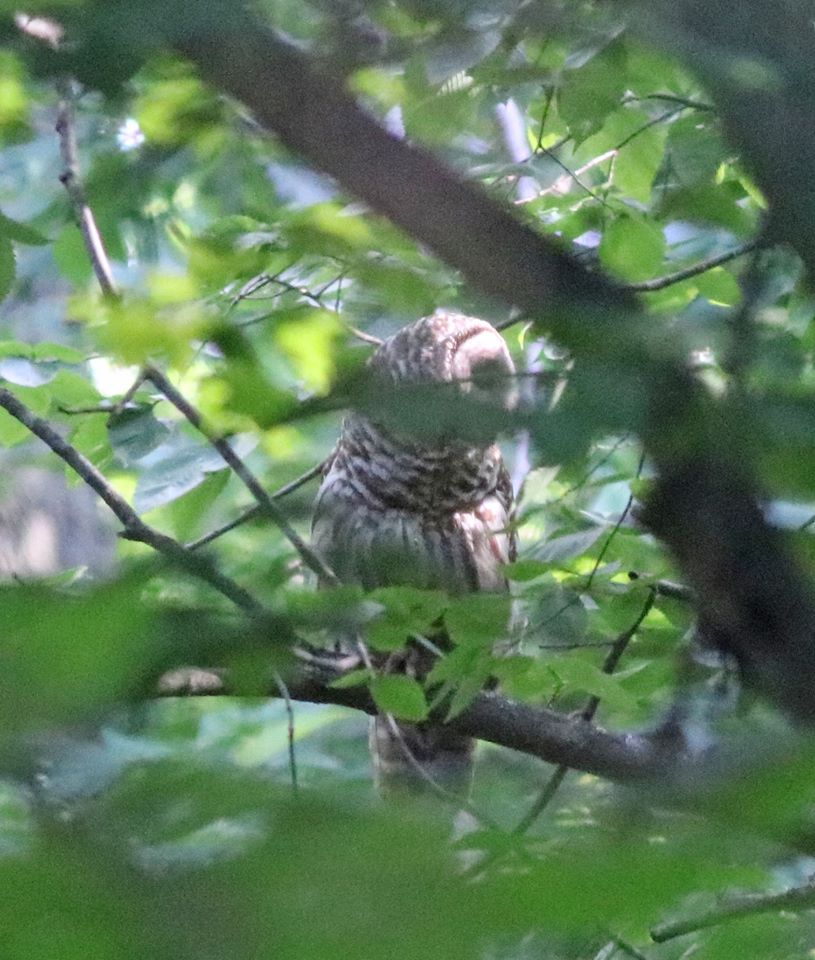 65388078_10162114196130145_8795708721419255808_o