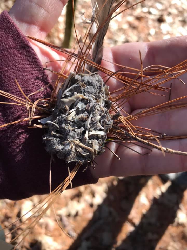 87148245_10156480403620378_8206349400641896448_n