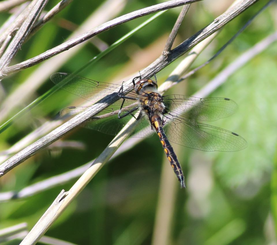 101629698_10163878046170145_7512254600817147904_o