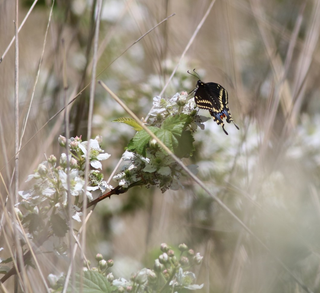 102404037_10163878045850145_2718533652043530240_o